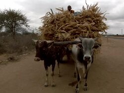 Cattle cart full of straw with boy riding on top Stock Footage