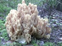 Mushroom Stock Footage