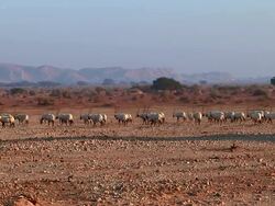 WS View of Arabian Oryx (Oryx leucoryx) ( xf 300) large herd in desert at Yotvata nature reserve / eilat, negev desert, Israel Stock Footage