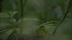 Lush vegetation frames the activity of a man in the distance. Stock Footage