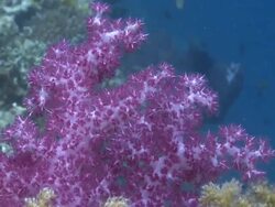 Pink soft coral, Southern Visayas, Philippines Stock Footage
