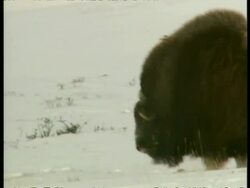 CU pair of male Musk Oxen, Ovibos moschatus, rutting, Arctic Circle Stock Footage