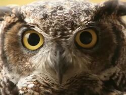 Owl Stock Footage