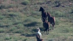 Mustangs In Wild Horse Sanctuary  - Aerial View - South Dakota, Fall River County, United States Stock Footage