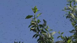 Swarm of Mosquitos Stock Footage