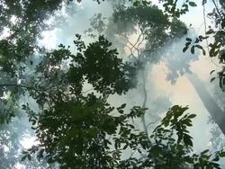 Jungle canopy interior, Danum Valley, Sabah, Malaysia, Borneo Stock Footage