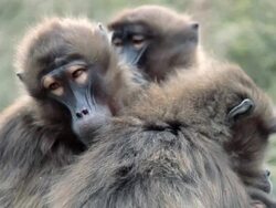 Macaques - Makake Stock Footage