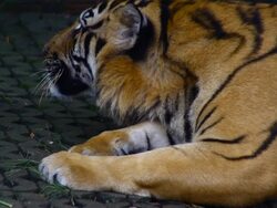 Tiger ,Thailand Stock Footage