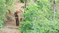 Elephant Eating Stock Footage