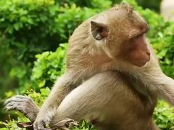Monkey Stock Footage