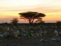 MS Shot of plastic stuck in bushes at sunset / Djibouti Stock Footage