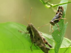 Grasshopper in action Stock Footage