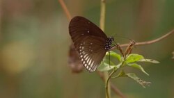 A butterfly lands on a flower, then flies away. Stock Footage