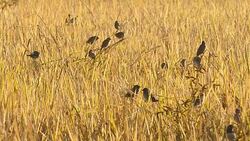 field of grass and flying birds Stock Footage