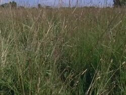 Iffley Meadows, Oxford, pan and crane, late summer tractor mowing edge, UK (part of time lapse seasonal series) Stock Footage
