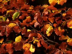 HD: Autumn leaves Stock Footage