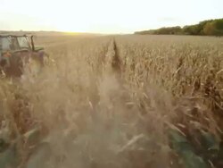 POV combine harvesting corn in a large field, drives beside a second tractor with a wagon to transfer the crop. Stock Footage