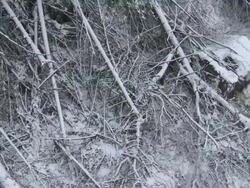 Tree Damage From The Ice Storm Stock Footage