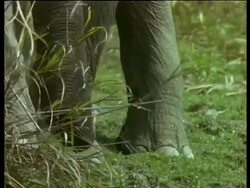 CU Indian Elephant feet and trunk standing in grass, India Stock Footage