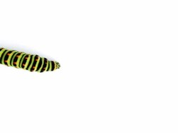 Swallowtail caterpillar Stock Footage