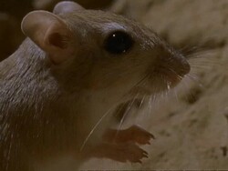 BCU Sundevall's Jird standing in profile, Oman Stock Footage