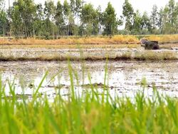 Farming Stock Footage