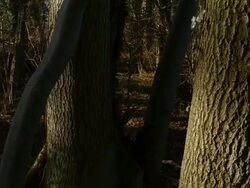 T/L Ash (Fraxinus sp.) tree trunk shadows, take 2, woodland, UK Stock Footage