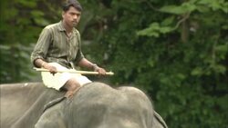 A mahout rides an elephant near a jungle. Stock Footage