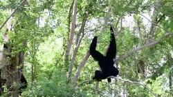 Gibbons on Tree Stock Footage