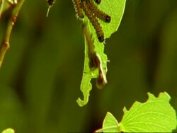 CU Ant, Crematogaster sp, attacking caterpillar on leaf, Botswana, Africa Stock Footage
