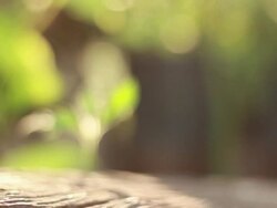 little green plant Stock Footage