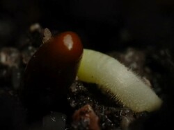 T/L Gorse (Ulex sp.) seed germination, CU, United Kingdom Stock Footage