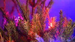 Christmas Lights On Pine Tree Stock Footage
