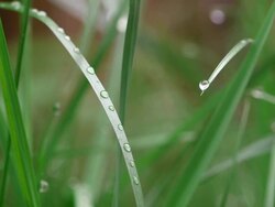 CU Blade of grass with water drops / Kastel-Staadt, Rhineland-Palatinate, Germany Stock Footage