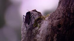 A beetle crawls on the knob of a tree trunk. Stock Footage