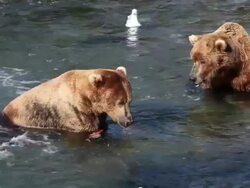MS Shot of brown bear male feeding on salmon at Brooks Falls, while another bear watching / Alaska, United States Stock Footage