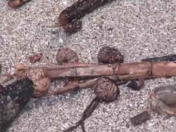 Hermit crab walking Stock Footage