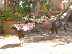 Cock fighting in nature Stock Footage