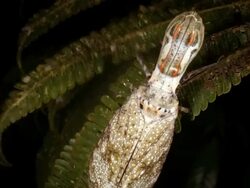 Lantern Bug (Fulgora laternaria) Stock Footage