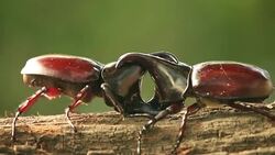 Rhino beetle,Fighting in nature Stock Footage