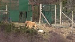 CLEAN : Highland Wildlife Park celebrates polar bear birth News Clip
