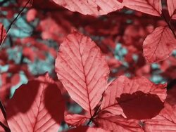 HD: Beautiful Red Fall Foliage Stock Footage