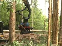 Forestry Stock Footage