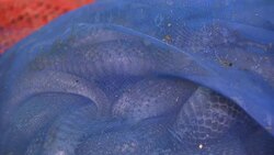 Thai customs officials seize a truck full of deadly cobras News Clip