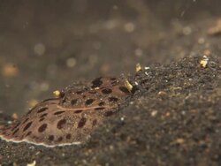 Pleurobranch, buries into sand, disappears, close up. Indonesia  Stock Footage
