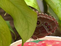 more exotic butterfly hiding Stock Footage