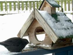  MS Bird  house in winter  /  Kastel-Staadt, Rhineland-Palatinate, Germany  Stock Footage