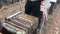 Beekeeper getting honey from the bee box Stock Footage