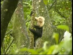 Young Whitefaced Capuchin, Cebus capucinus, clinging to a tree, MS, Panama, Central America Stock Footage