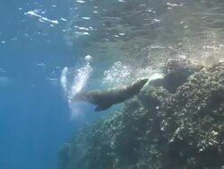 California Sea Lion (Zalophus californianus) swimming, Sea of Cortez, Mexico Stock Footage